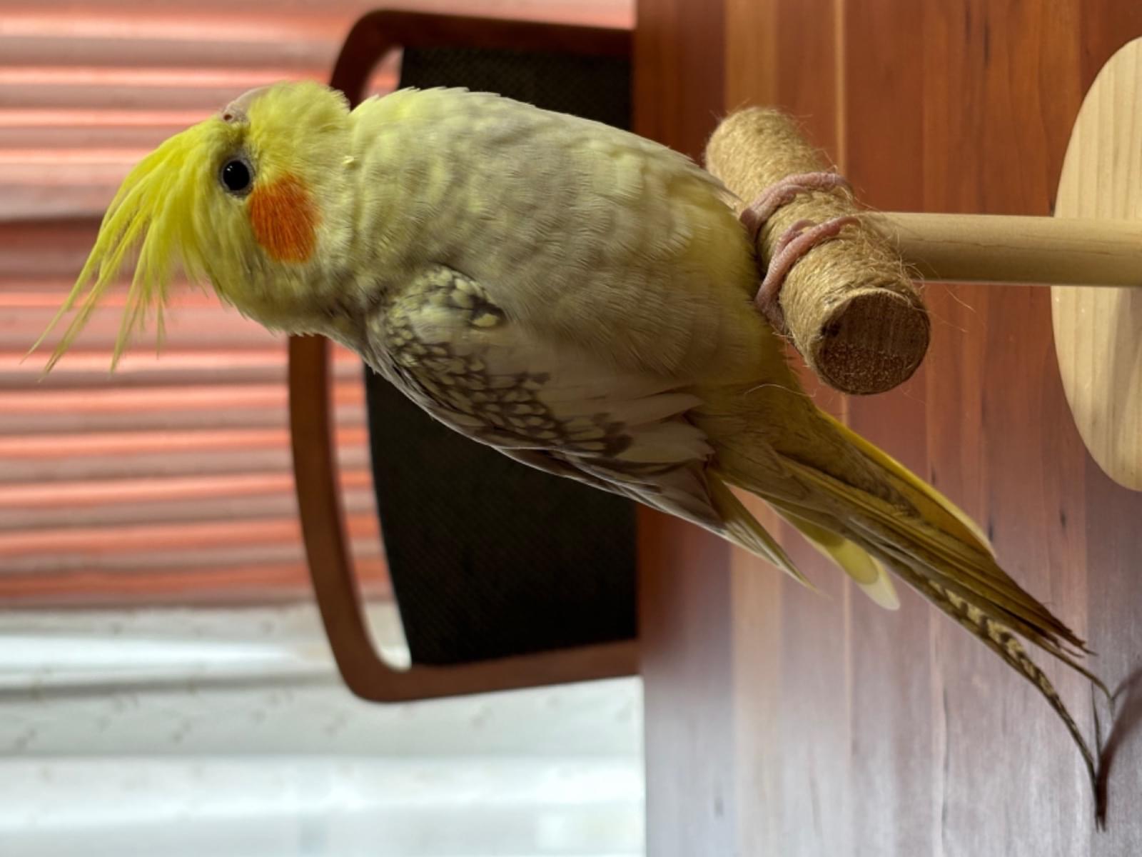 きぃちゃん きぃちゃん