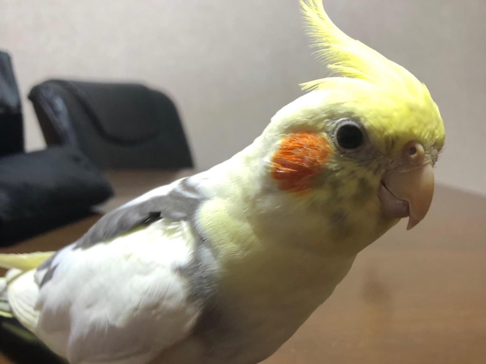 ピコちゃん ピコちゃん