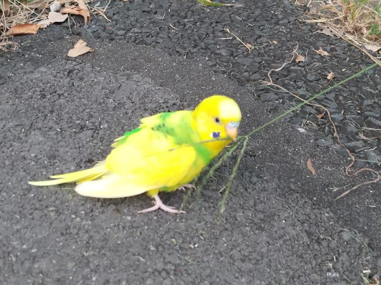 目撃された鳥 目撃された鳥
