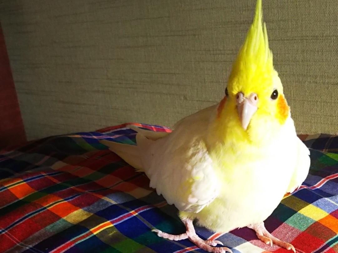 ピーちゃん ピーちゃん