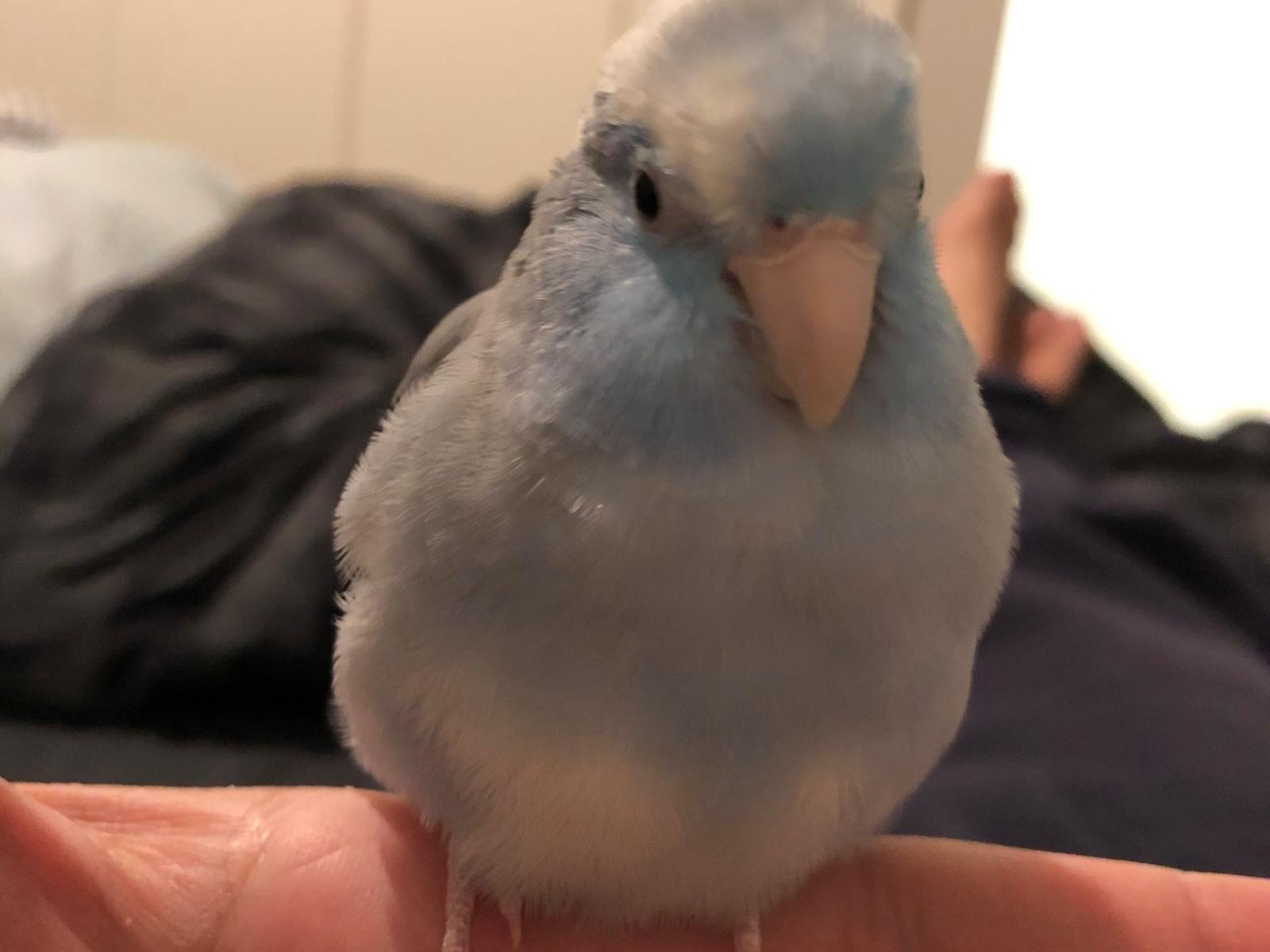つくねちゃん つくねちゃん