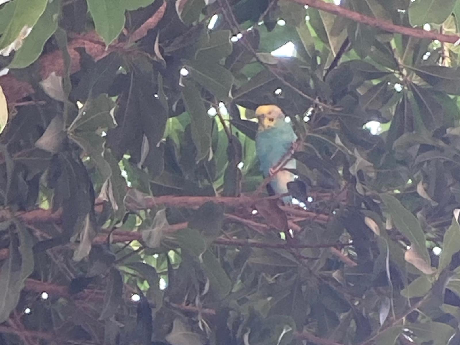 目撃された鳥 目撃された鳥