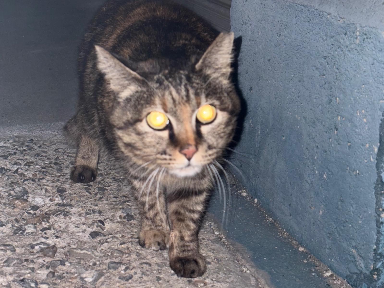 目撃された猫 目撃された猫