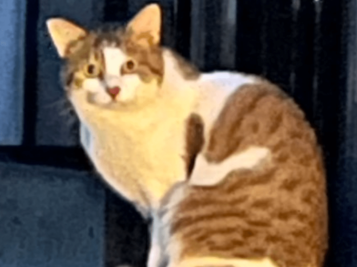 目撃された猫