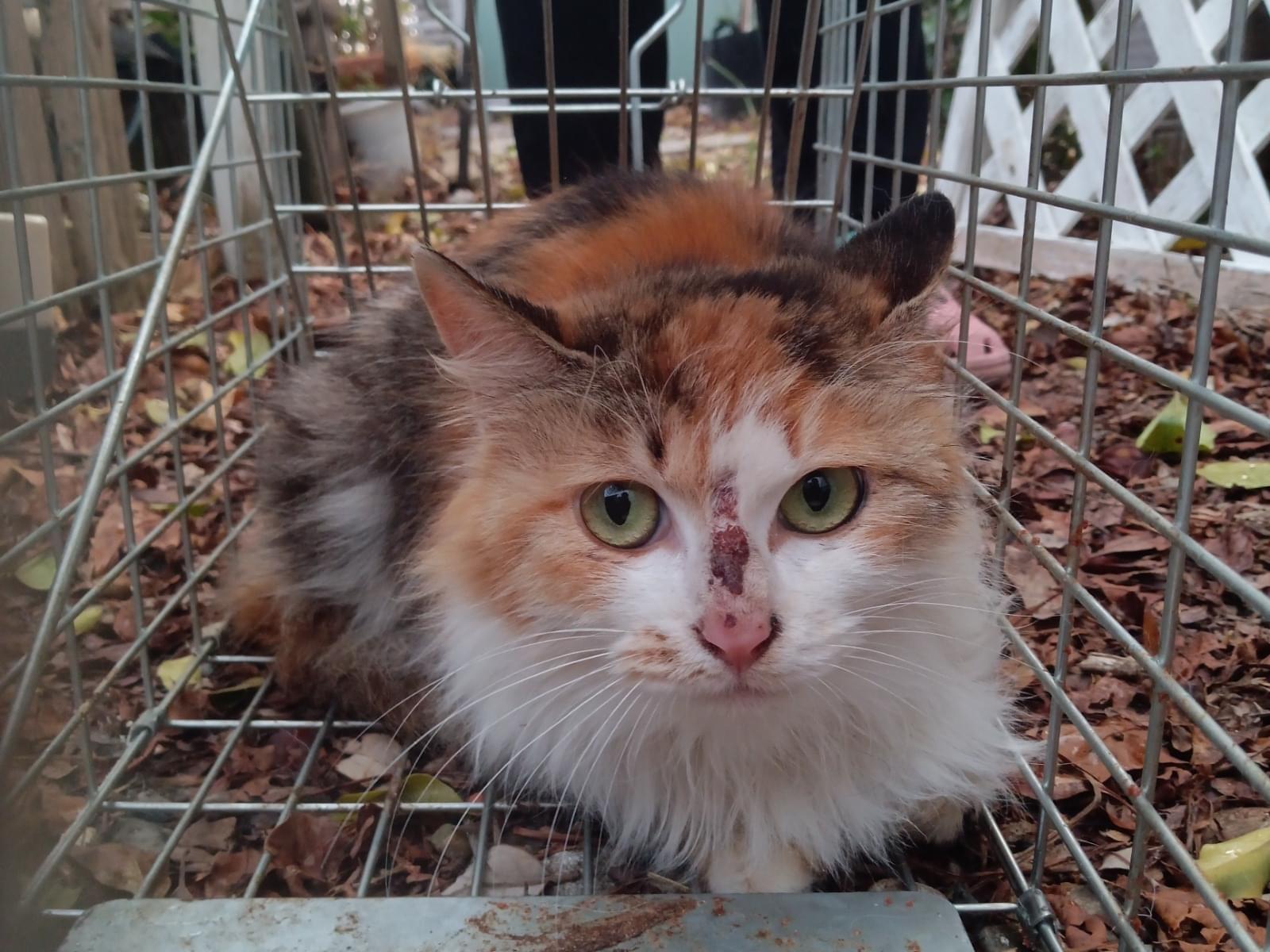 保護された猫 保護された猫