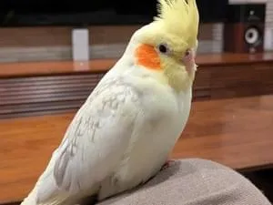 オカメインコを探しています