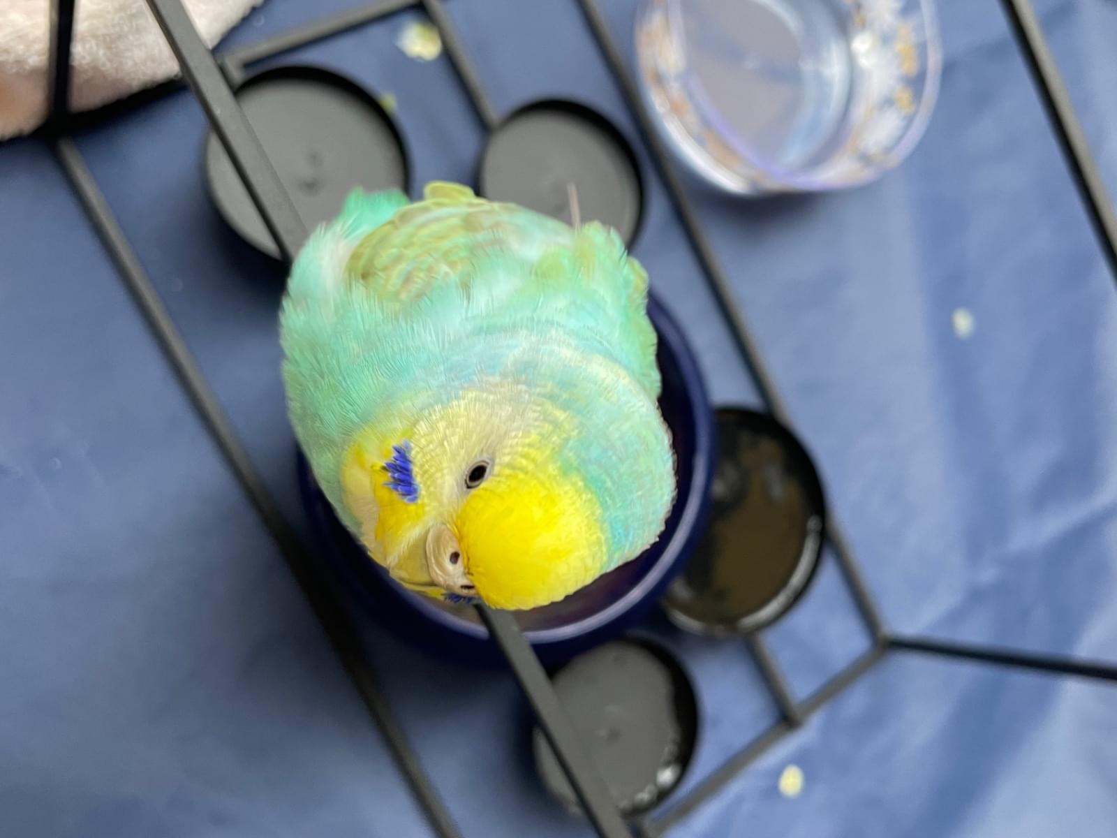 保護された鳥 保護された鳥