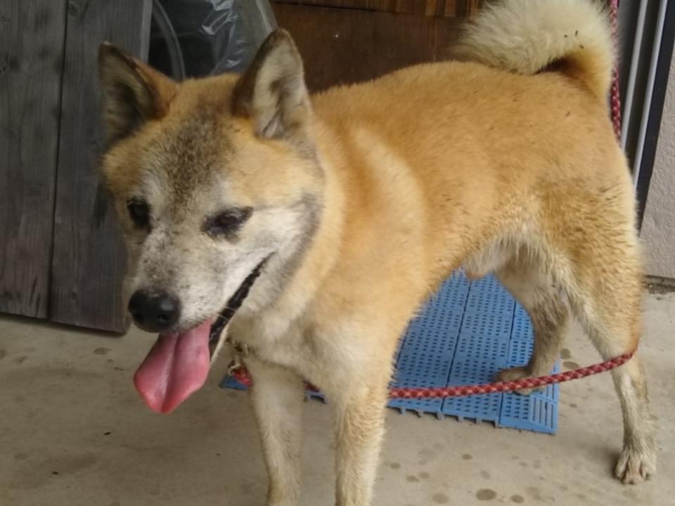 保護された犬 保護された犬
