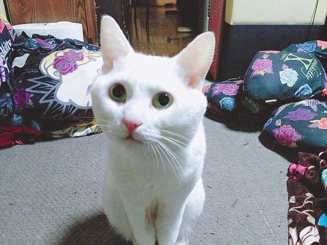 ヴァニラちゃん ヴァニラちゃん