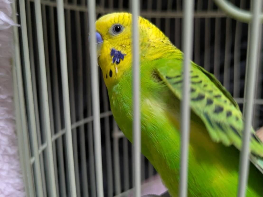 ハピちゃん ハピちゃん