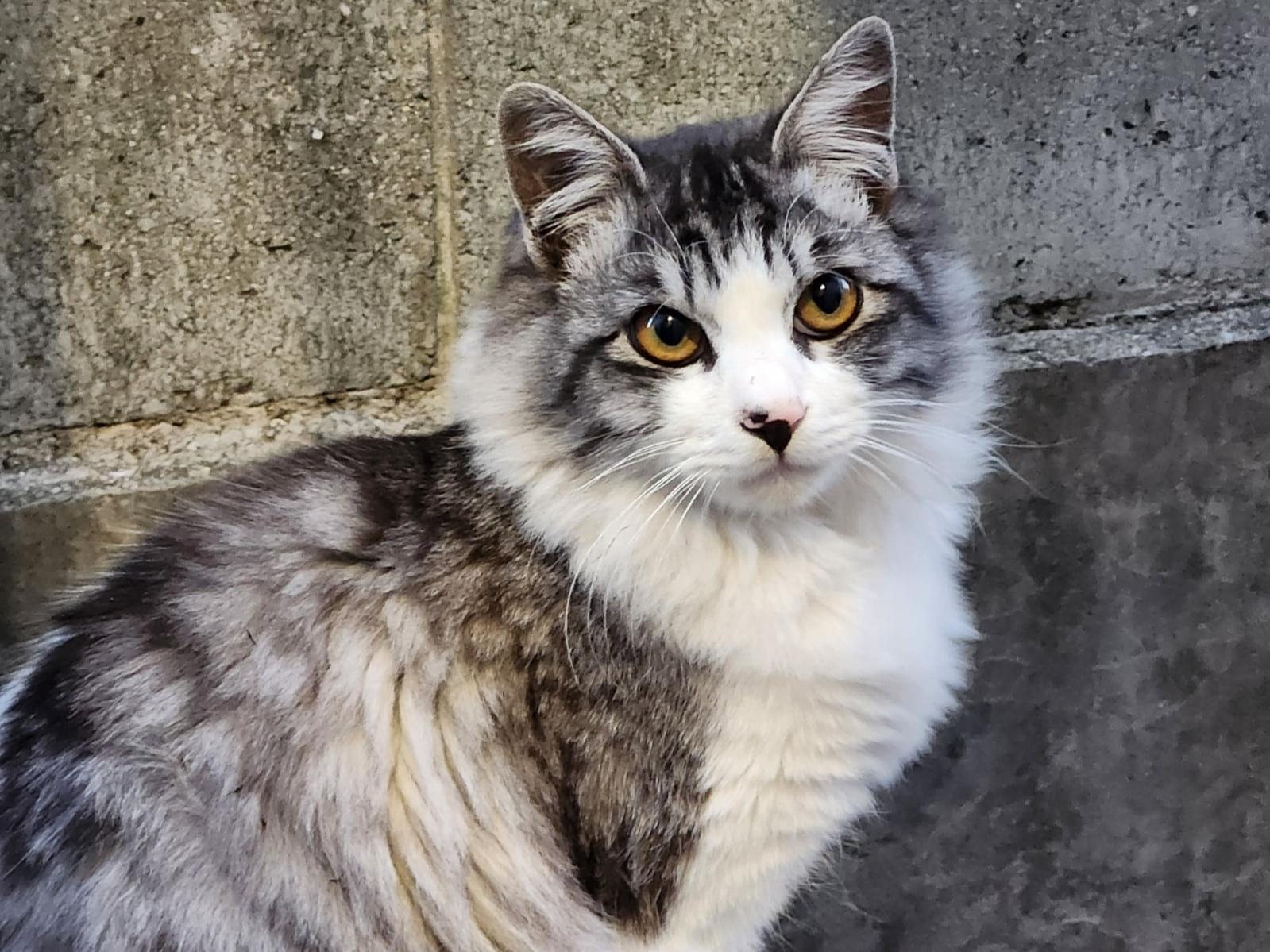 目撃された猫 目撃された猫