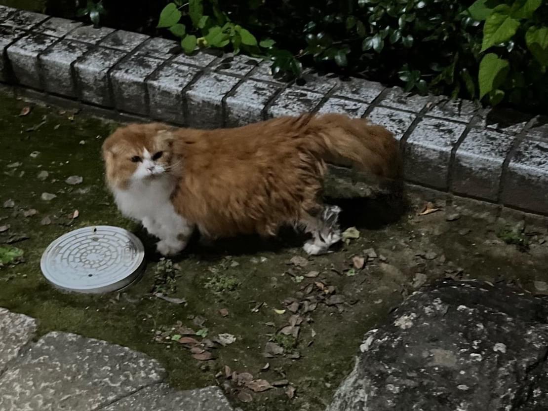 目撃された猫