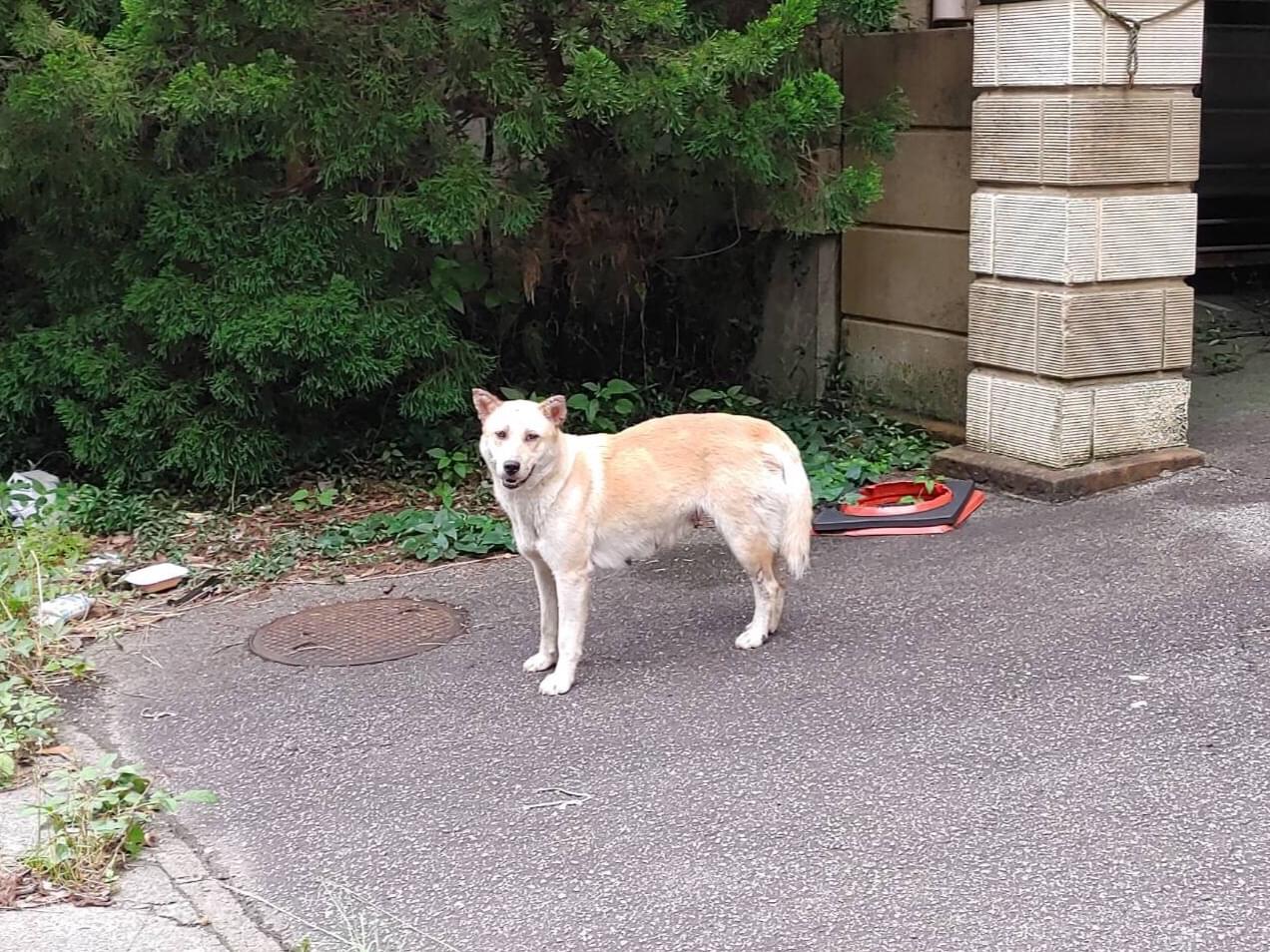 目撃された犬 目撃された犬