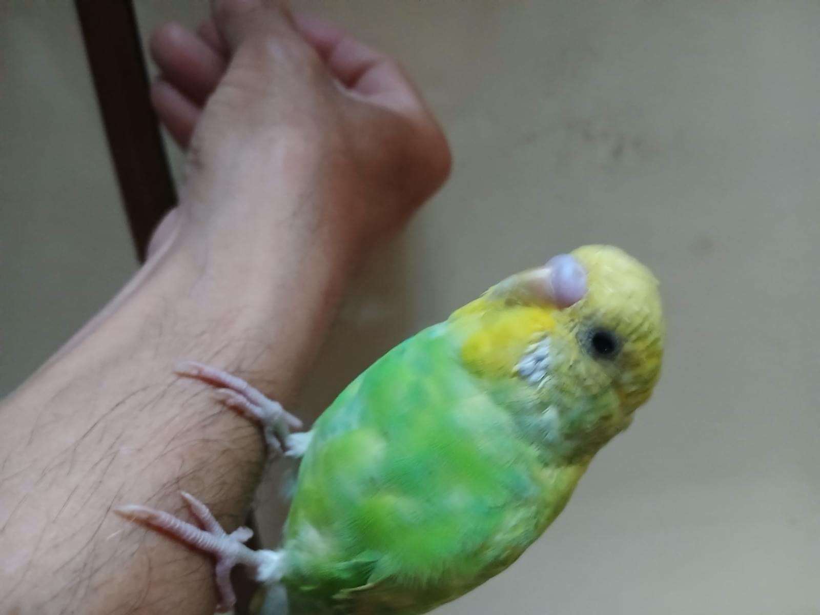 ピヨタンちゃん ピヨタンちゃん