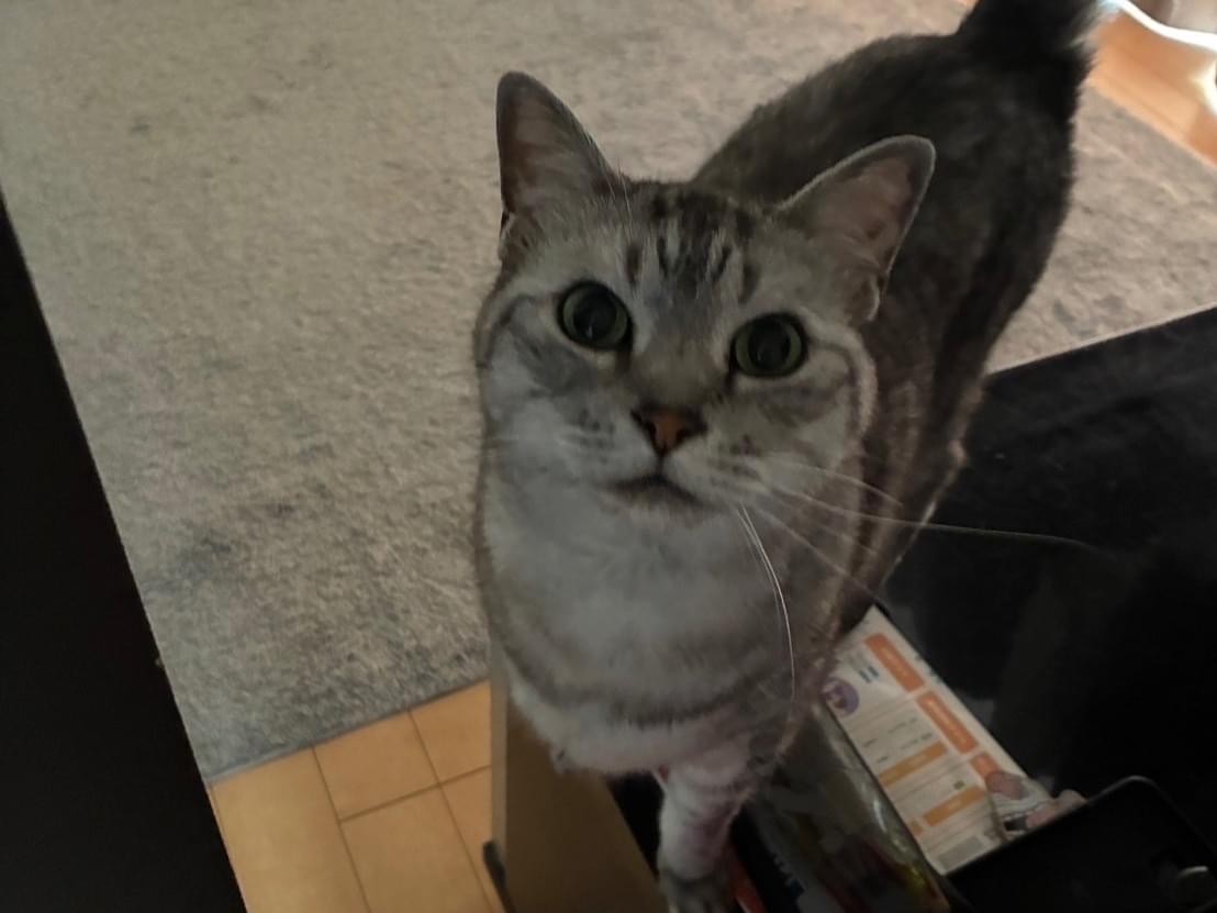 ジジちゃん ジジちゃん