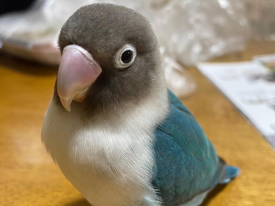 ココちゃん ココちゃん