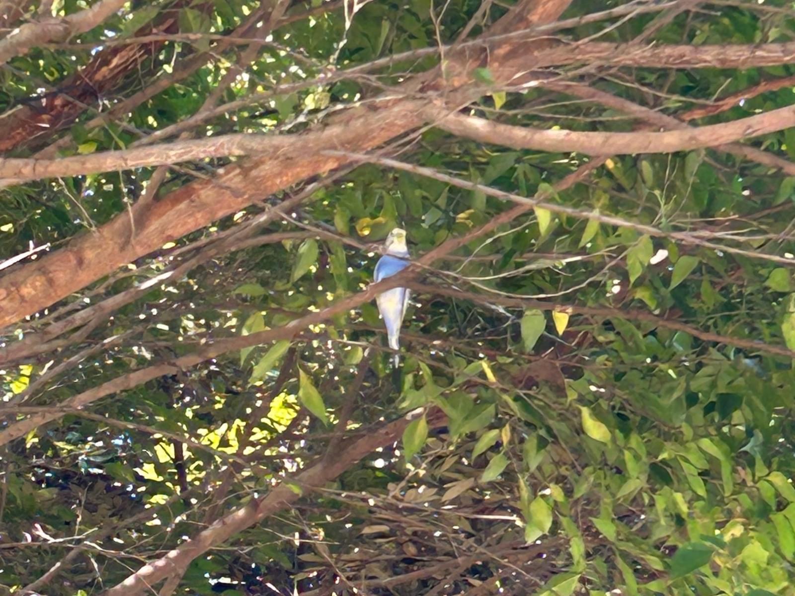 目撃された鳥 目撃された鳥