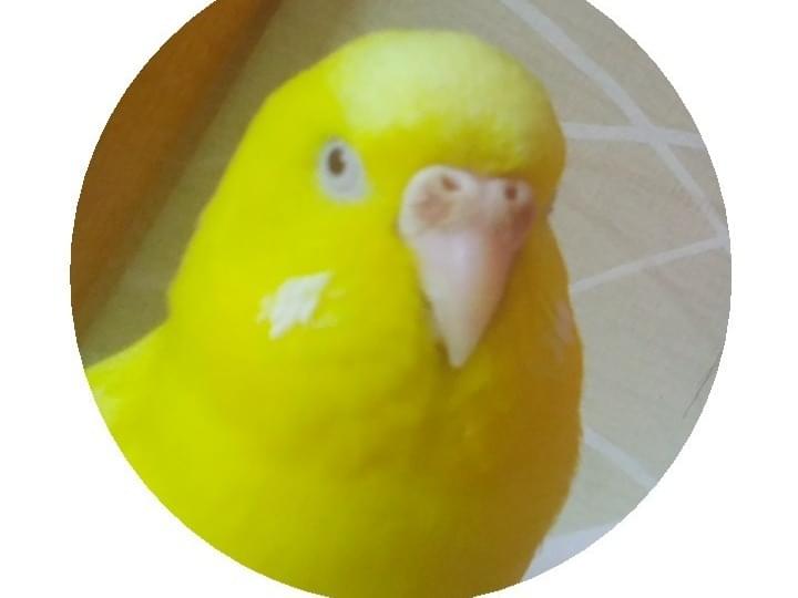 ぴっぴちゃん ぴっぴちゃん