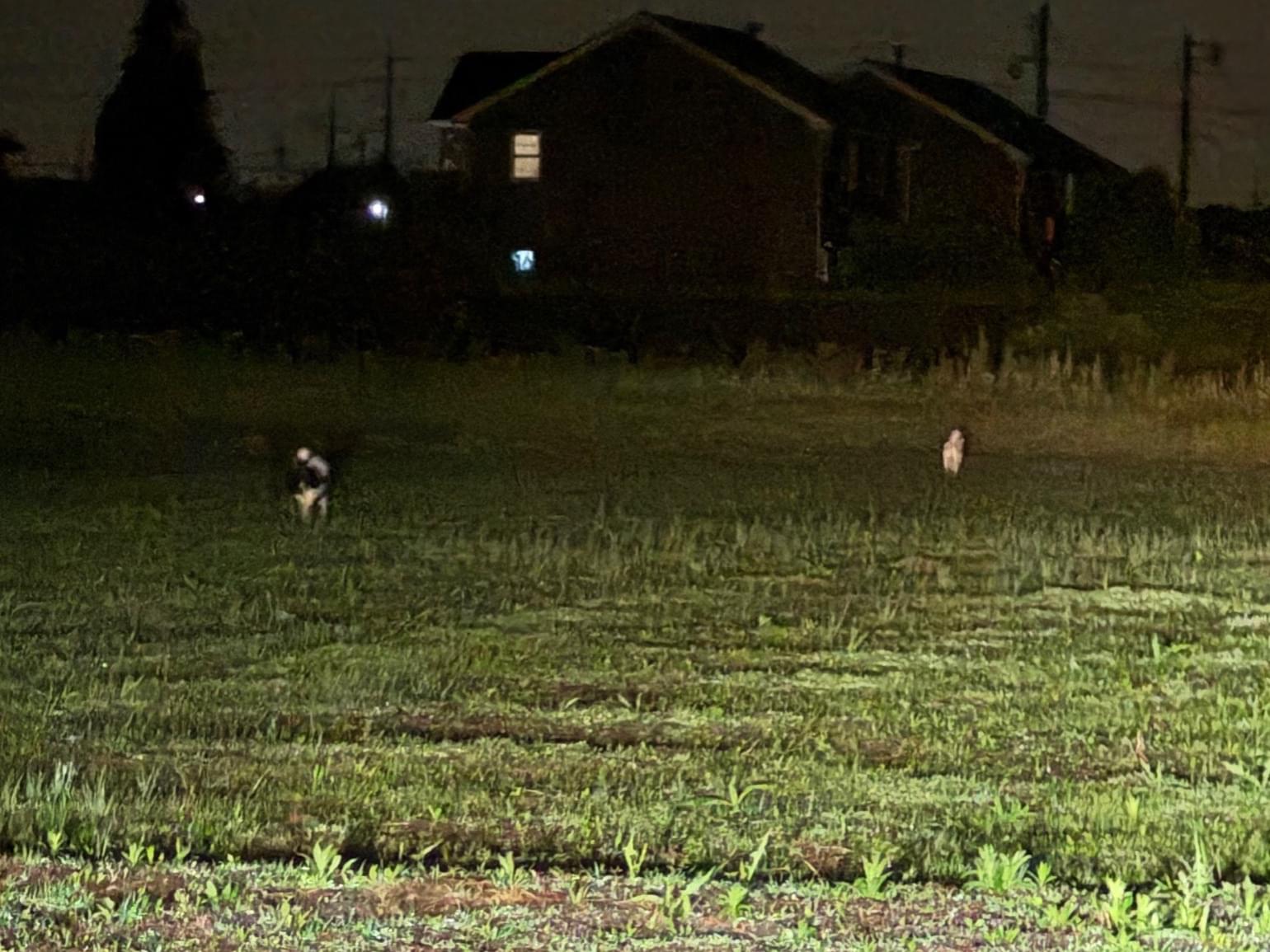 目撃された犬 目撃された犬