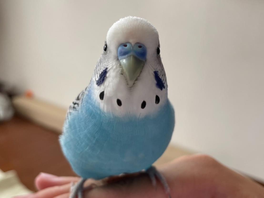 ハビちゃん ハビちゃん