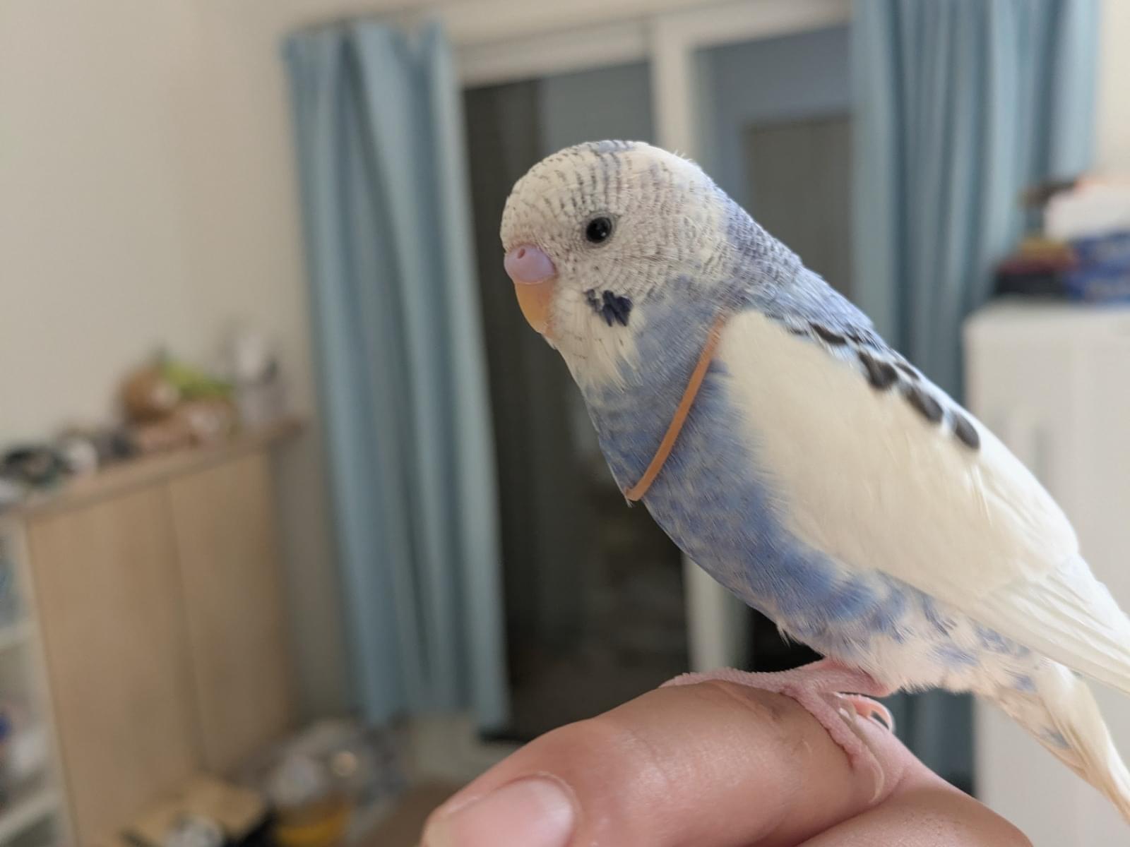 きっかちゃん きっかちゃん