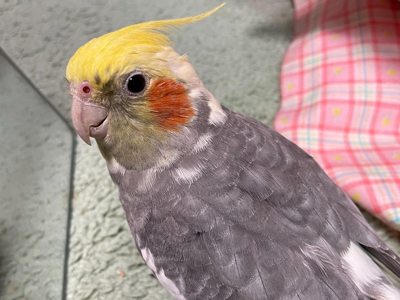 あんずちゃん あんずちゃん