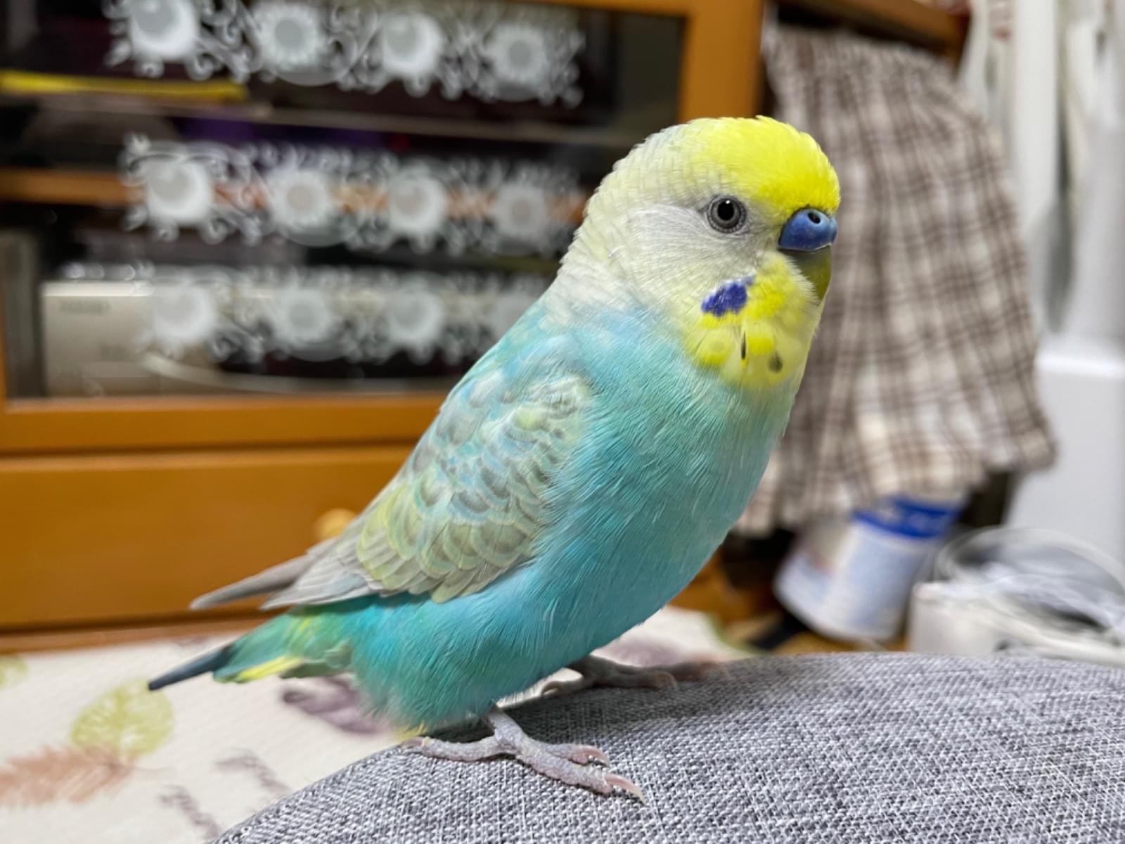 もこちゃん もこちゃん