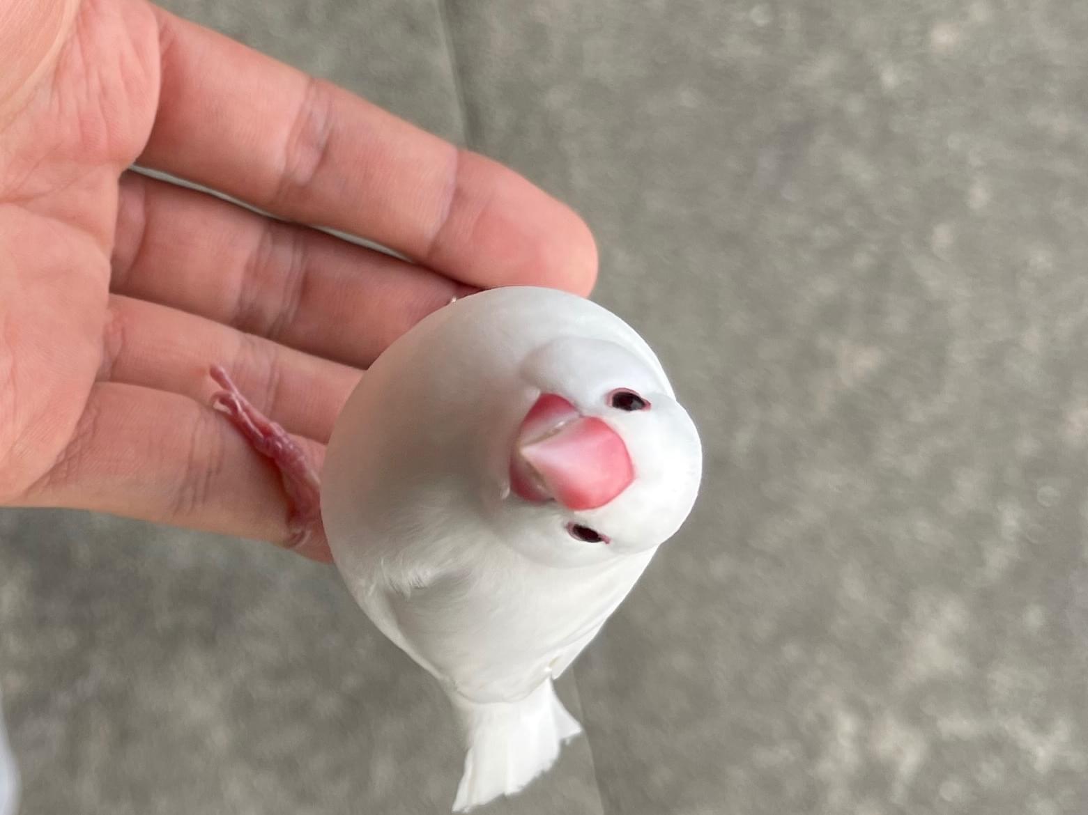 保護された鳥 保護された鳥