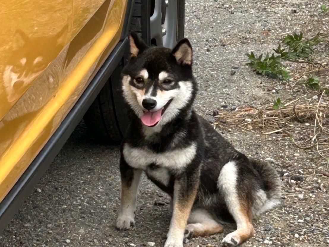 保護された犬 保護された犬