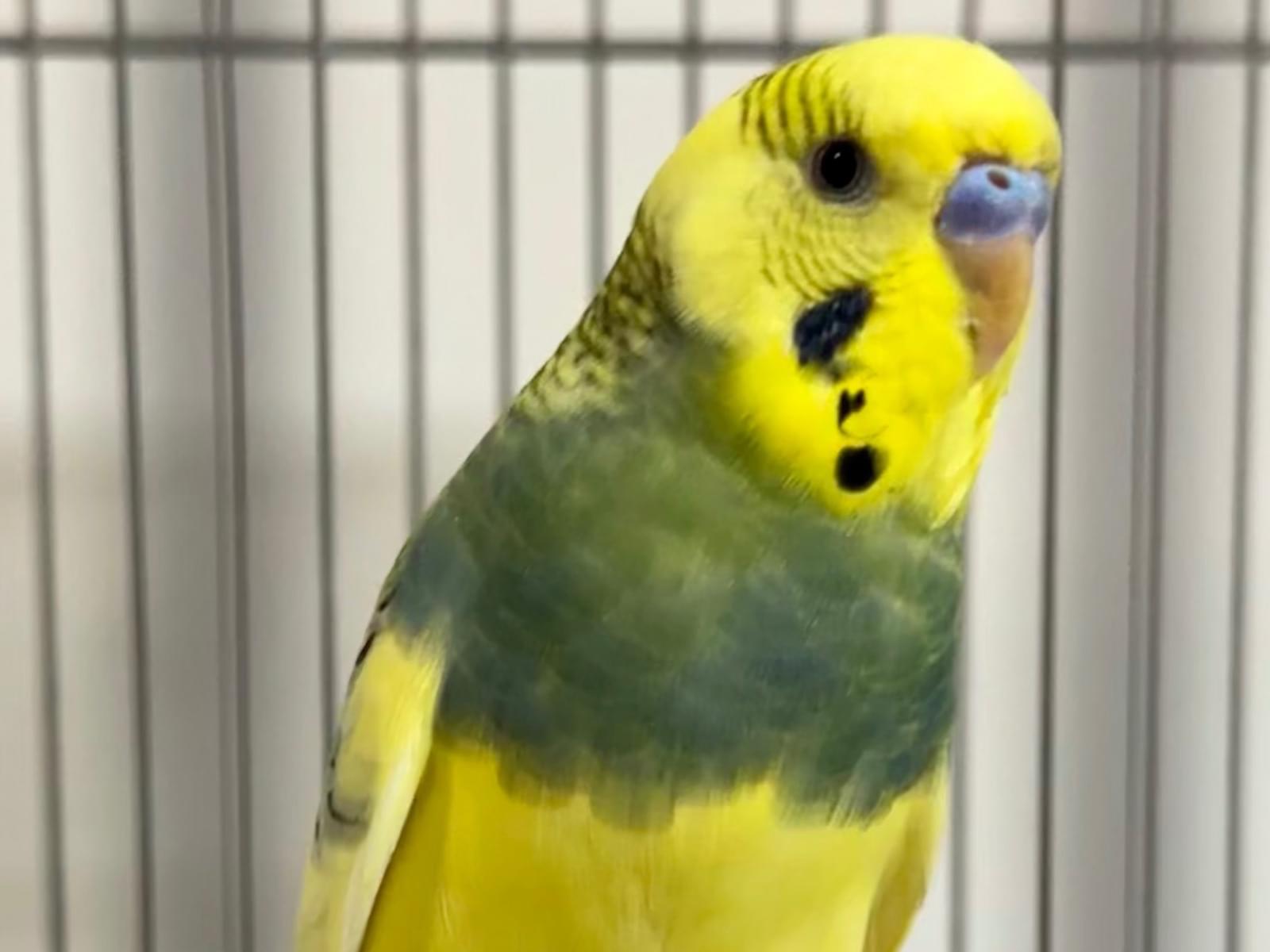 保護された鳥 保護された鳥