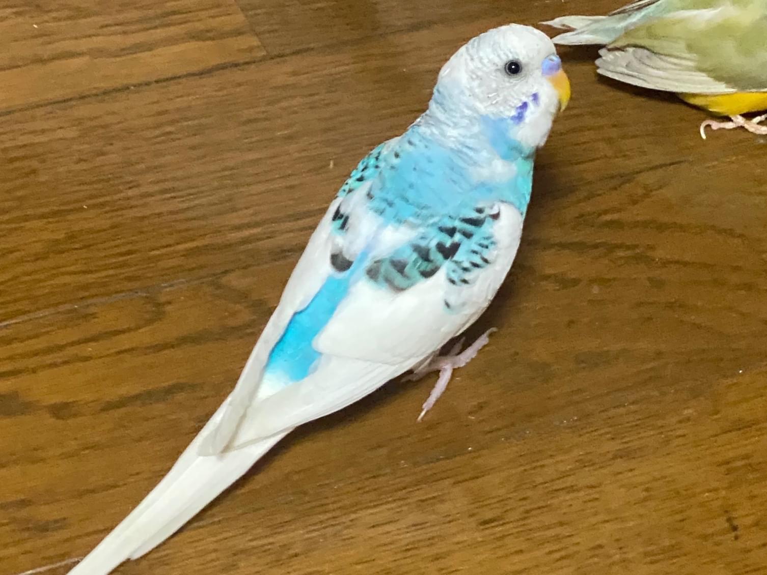 くーちゃん くーちゃん