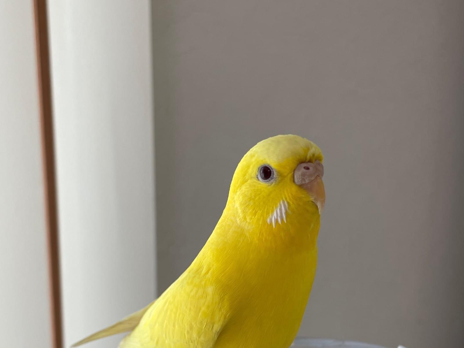 フルールちゃん フルールちゃん