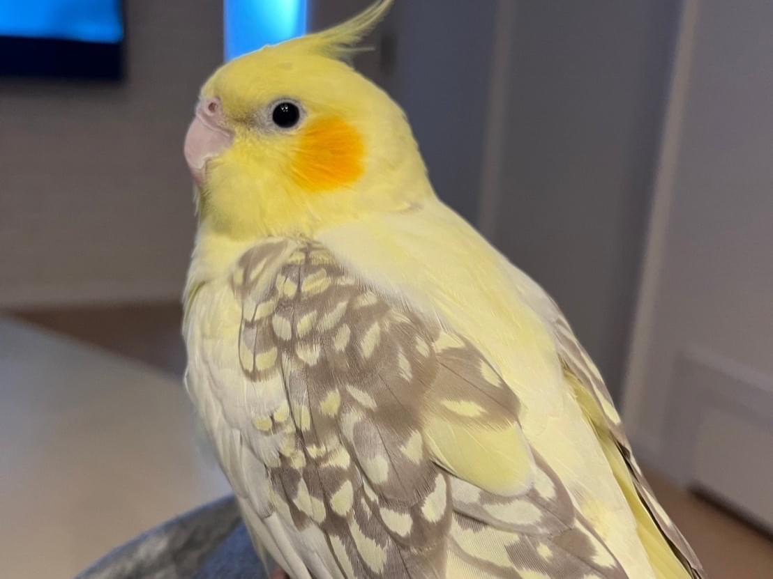 しばちゃん しばちゃん