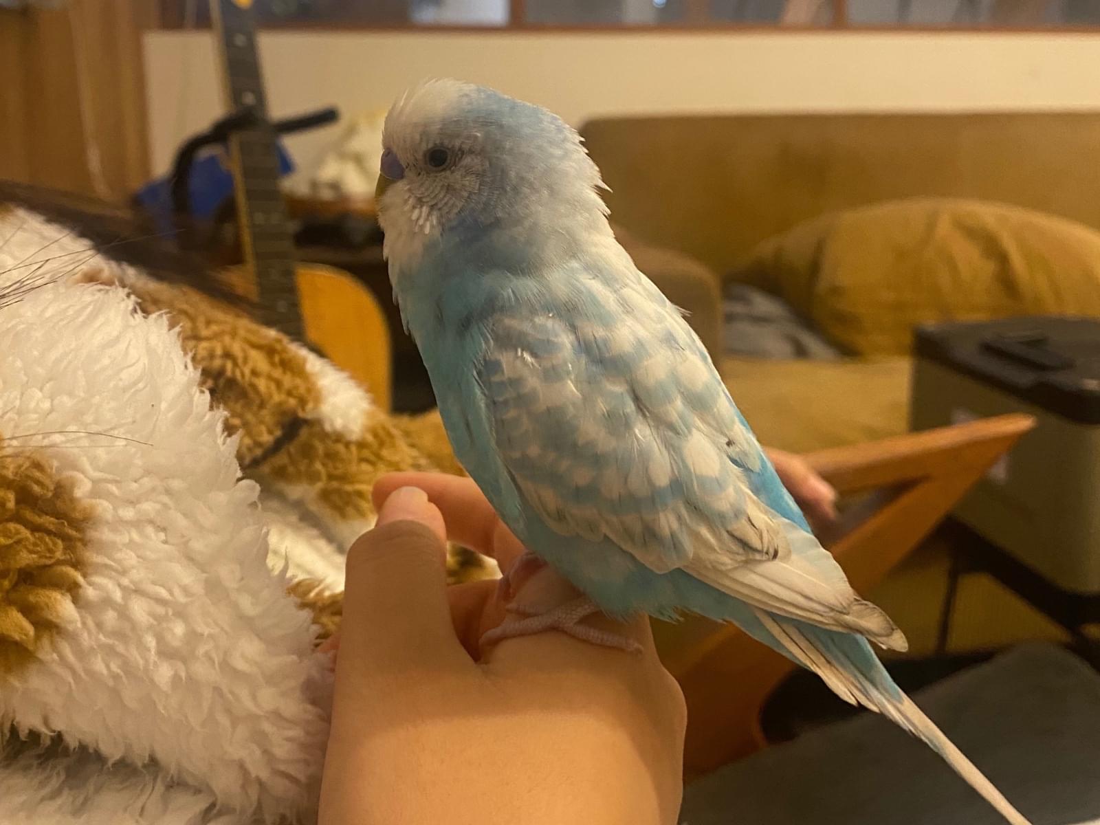 ぽっぽちゃん ぽっぽちゃん