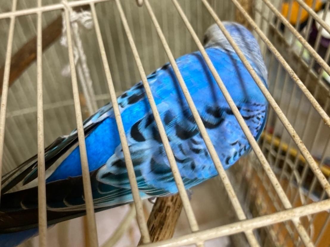 保護された鳥 保護された鳥