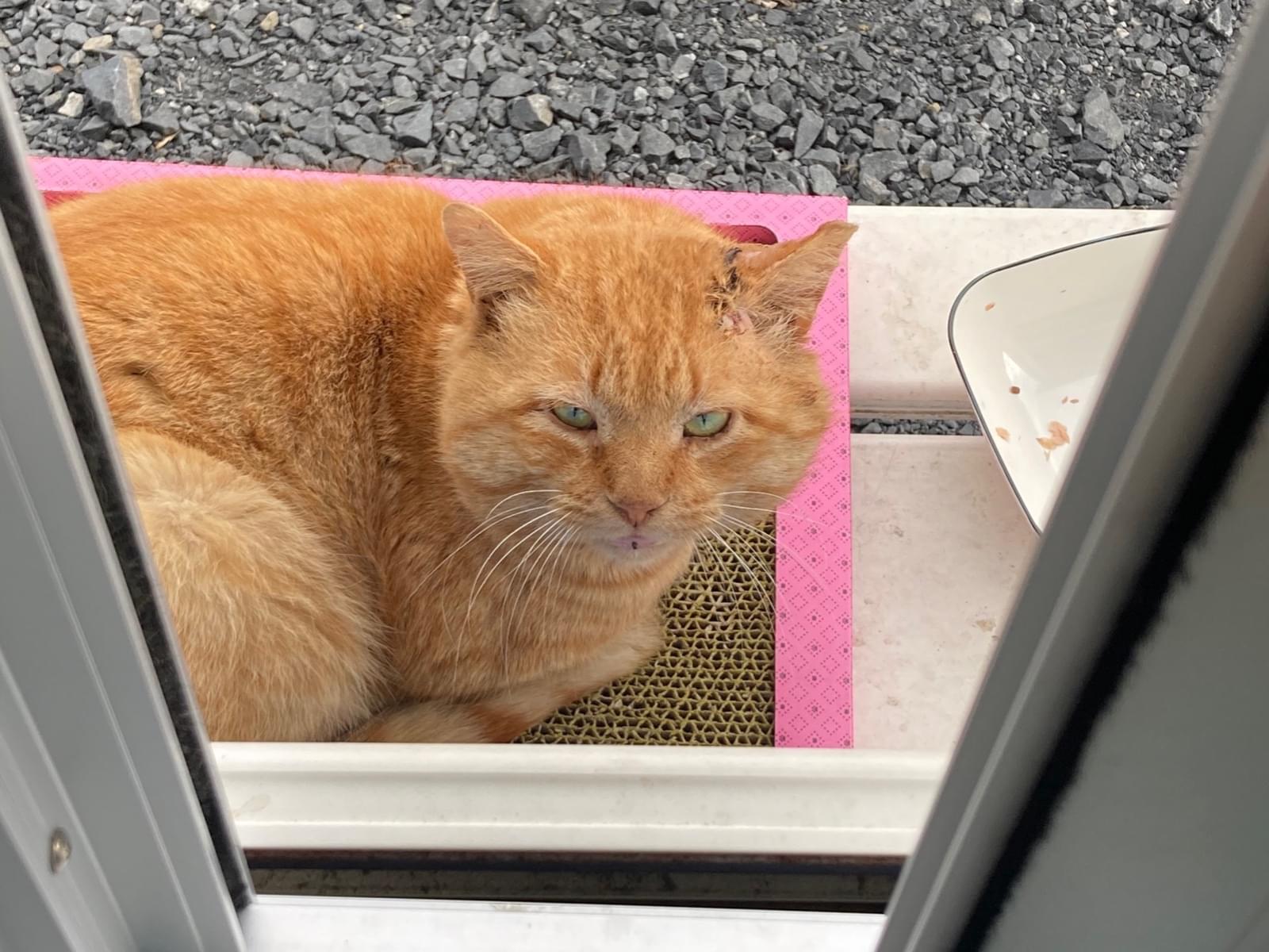 目撃された猫 目撃された猫