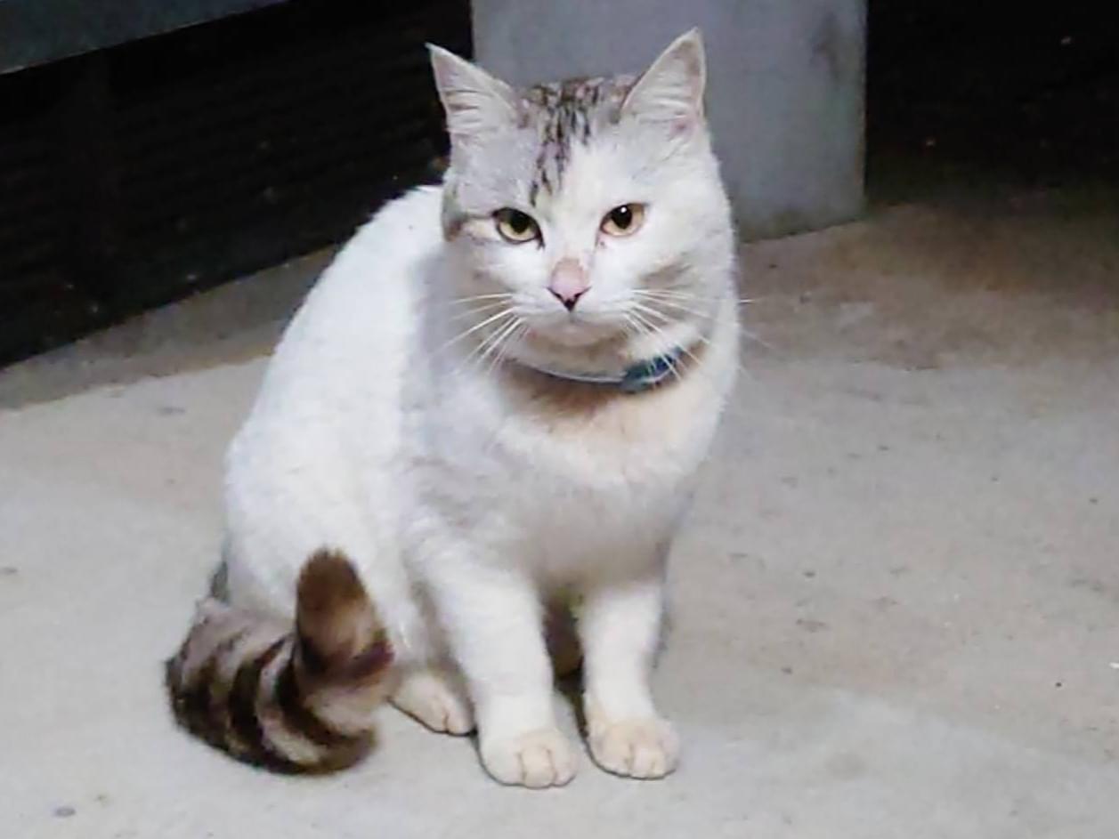 目撃された猫 目撃された猫