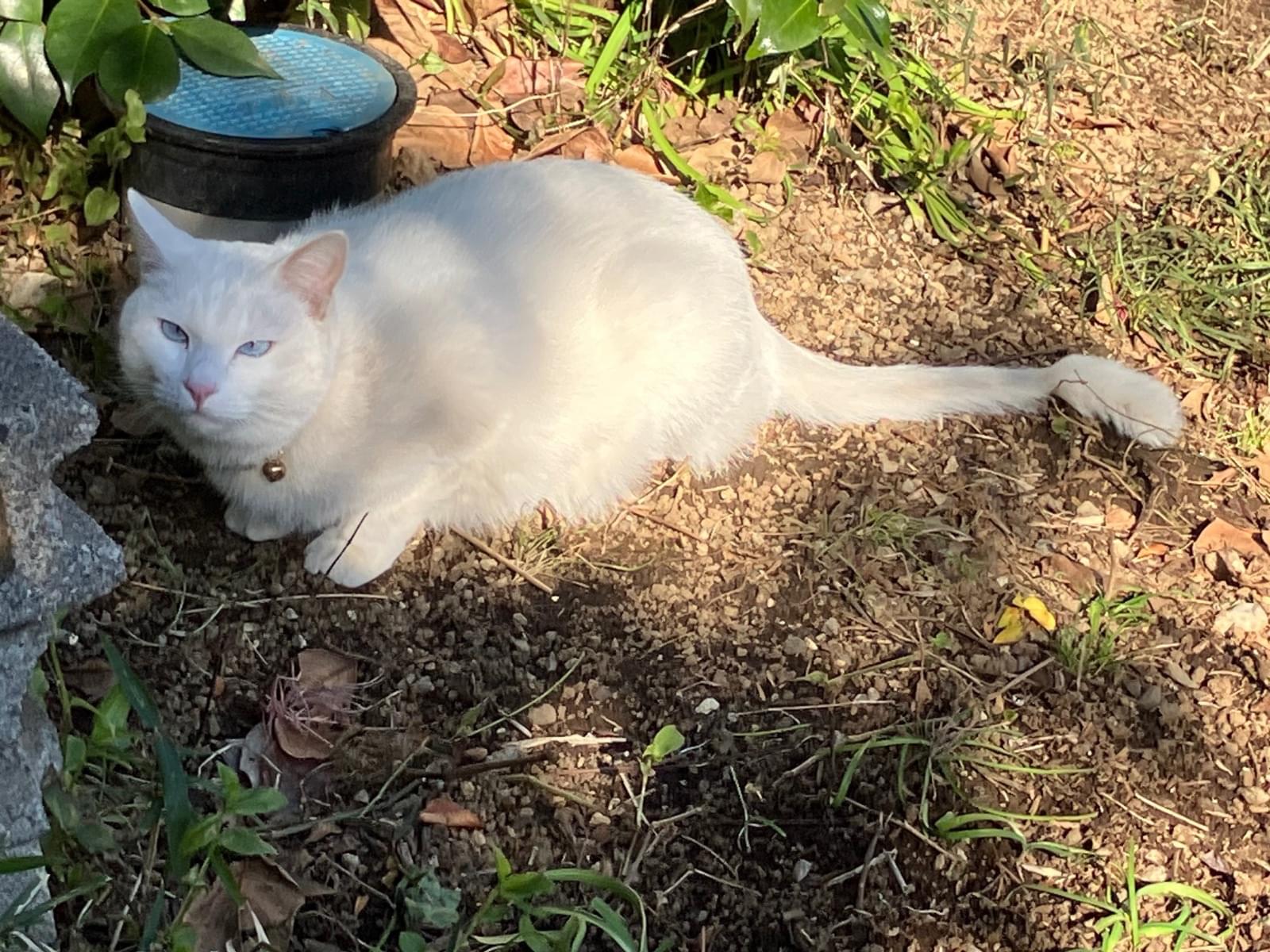 目撃された猫 目撃された猫