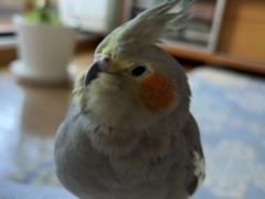 カメちゃん カメちゃん