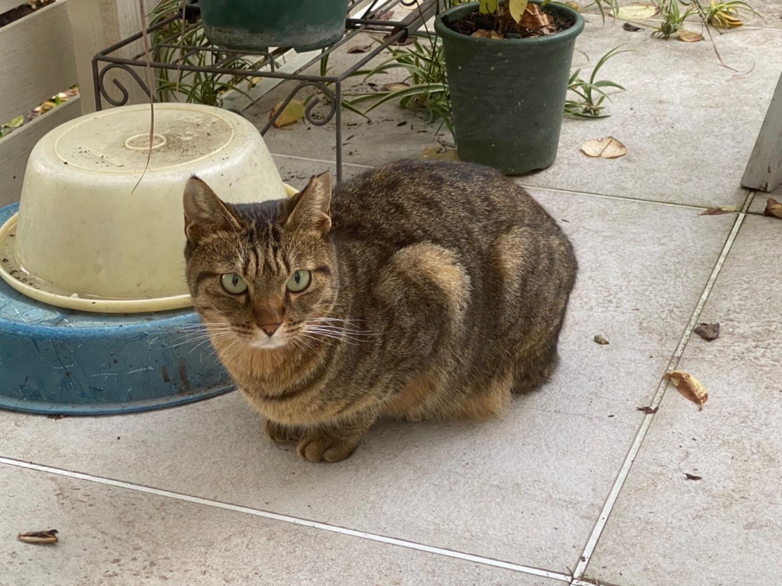 保護された猫 保護された猫