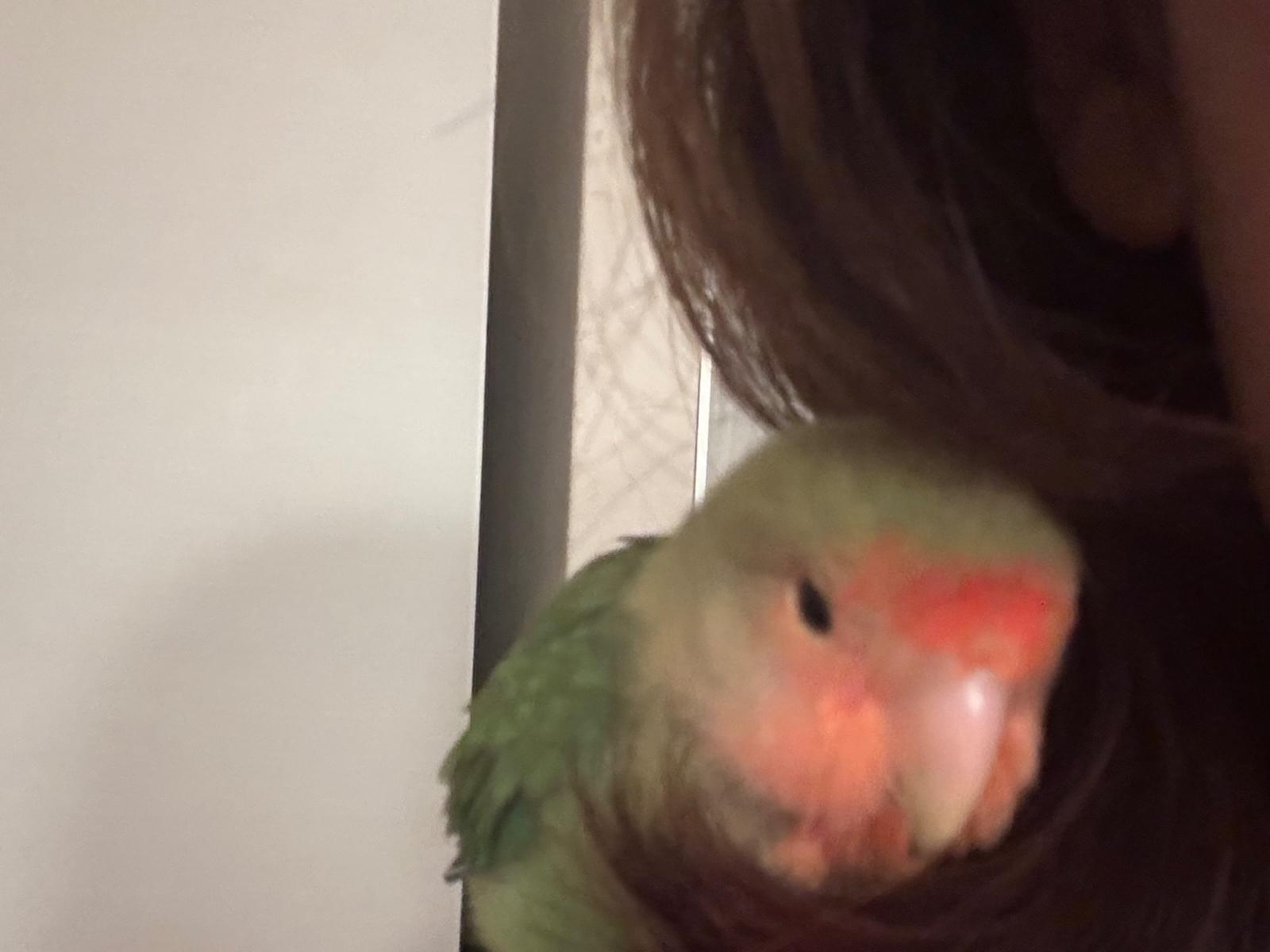 ちゃちゃまるちゃん