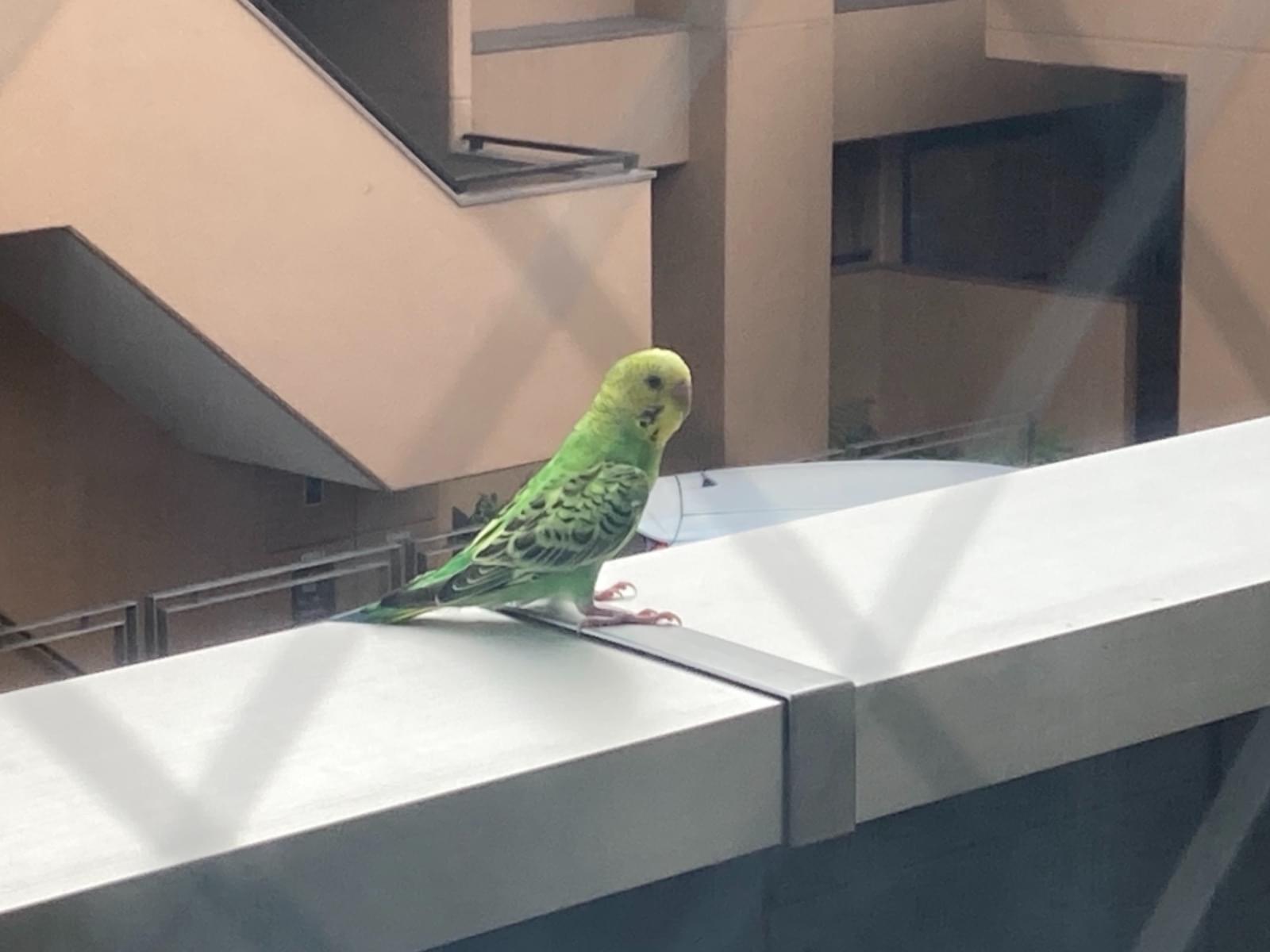 目撃された鳥 目撃された鳥