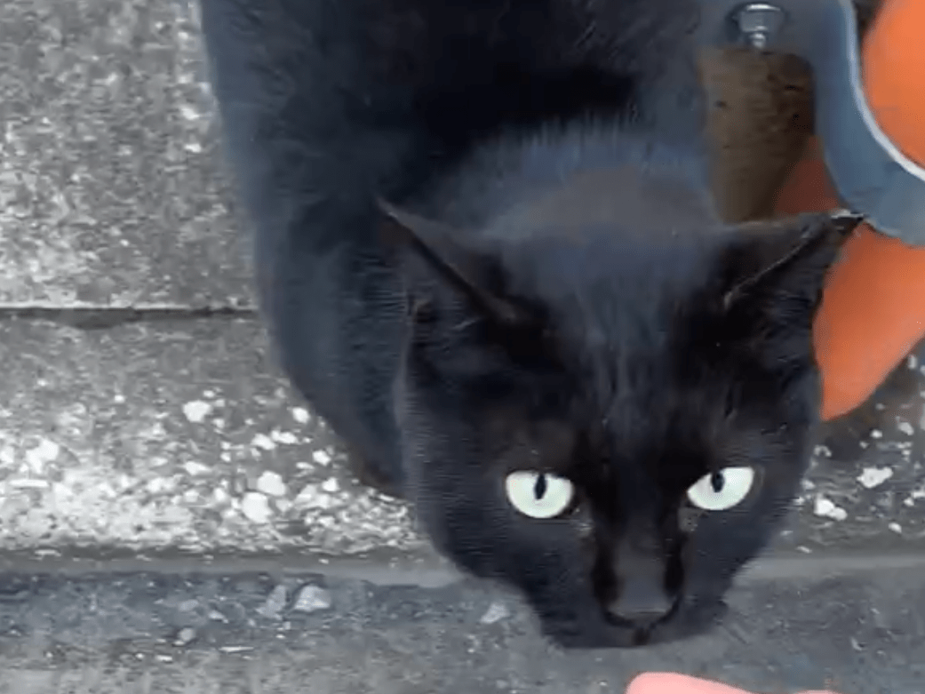 目撃された猫 目撃された猫