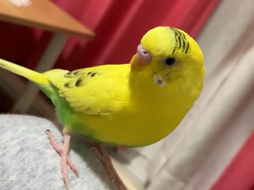 パインちゃん パインちゃん