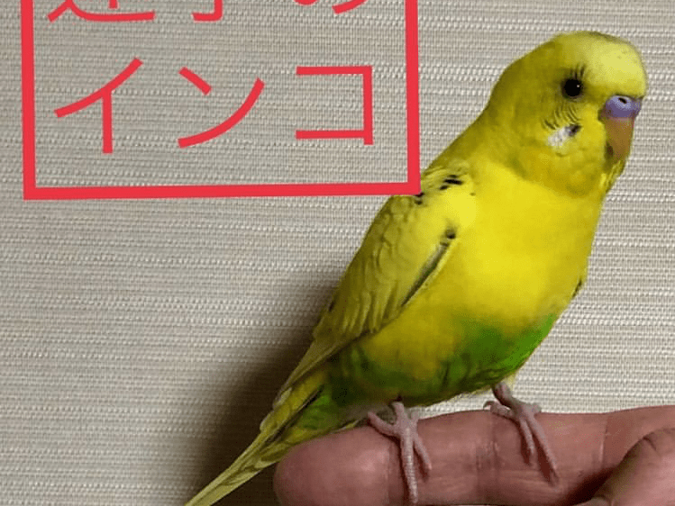 保護された鳥 保護された鳥
