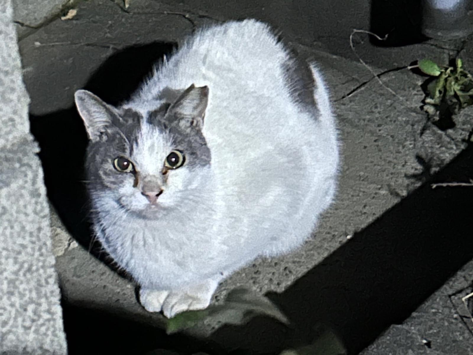 目撃された猫 目撃された猫