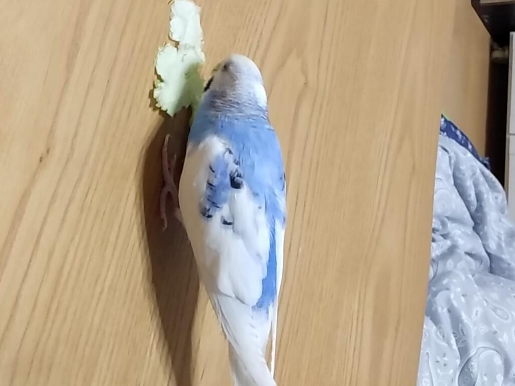 スミレちゃん スミレちゃん