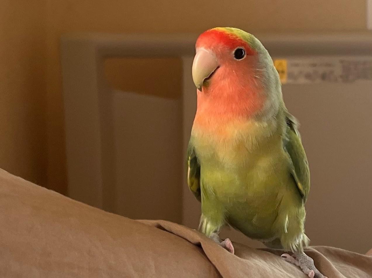 わさびちゃん わさびちゃん