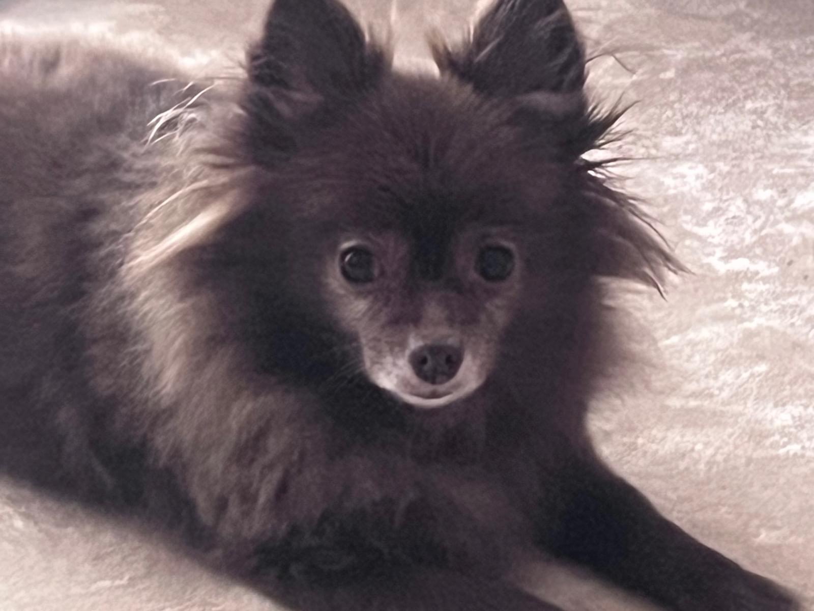 マロンちゃん マロンちゃん