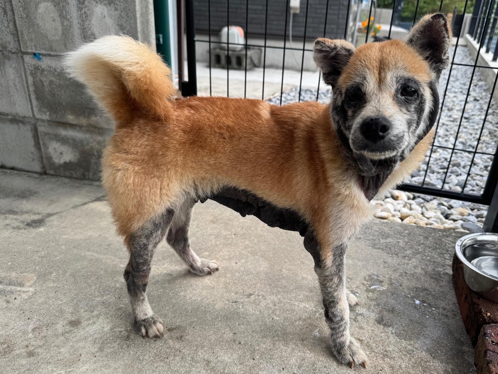 保護された犬